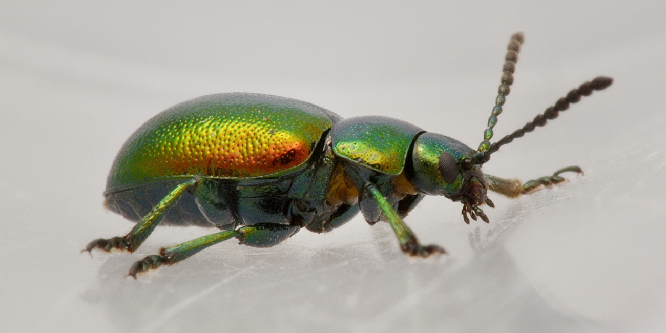 Chrysomelidae: Gastrophysa viridula viridula